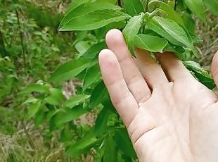 Pretty leaves